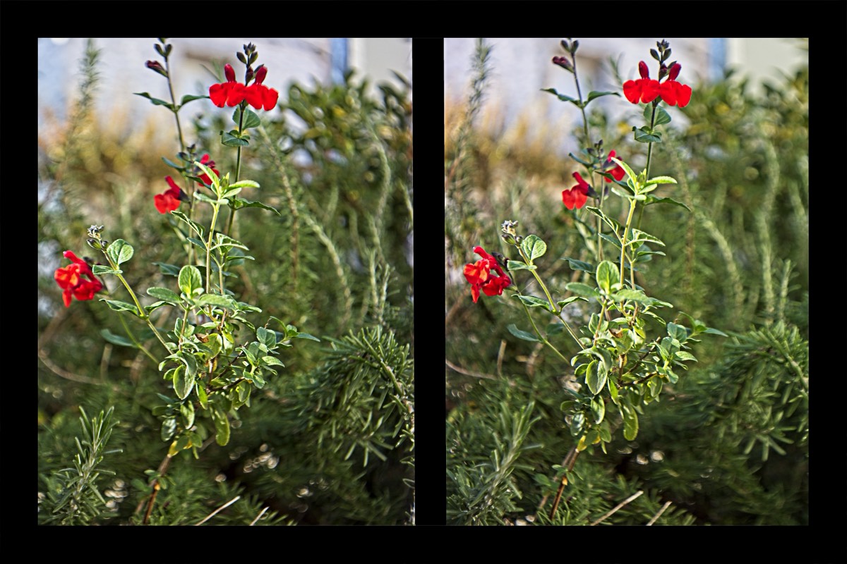 Series of images taken by Steve Cushing on Zeiss STEREOTAR C CONTAX 3D 35mm f3.5 and mirrorless camera using old lens and homemade adapter. 